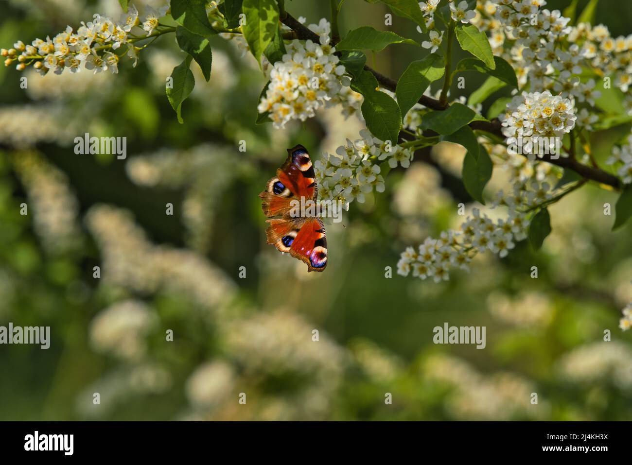 Flowers of the cherry blossoms on a spring day Stock Photo