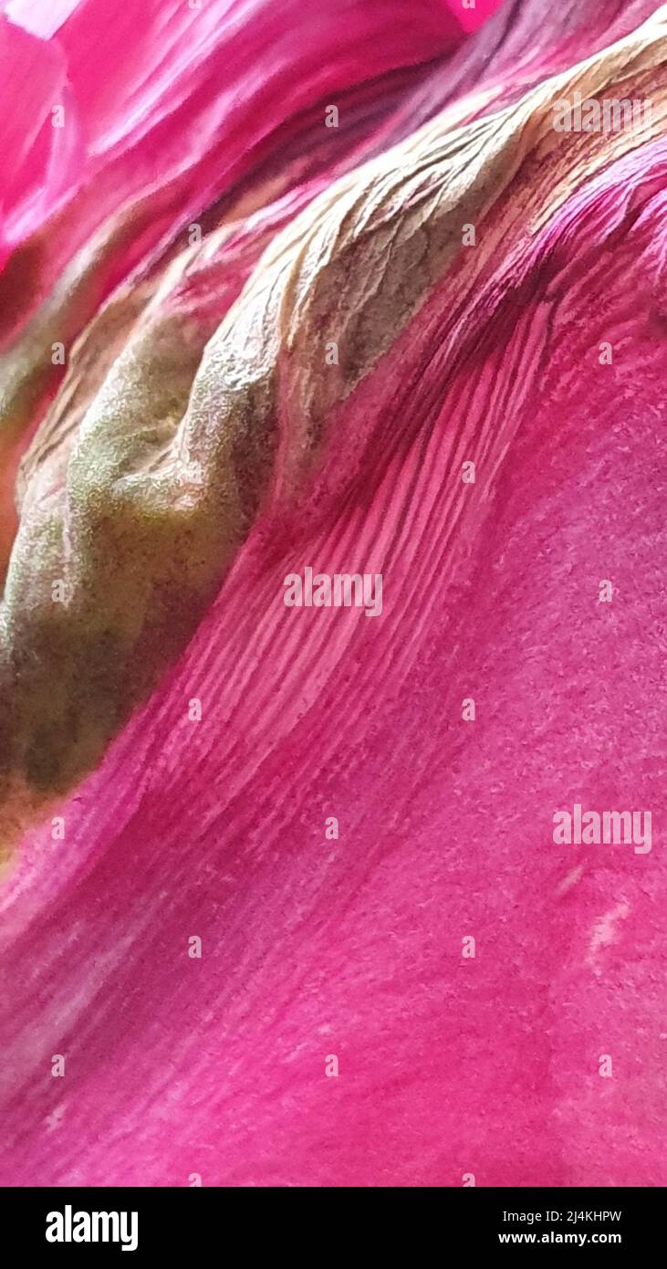 Red flying petals realistic hi-res stock photography and images - Alamy