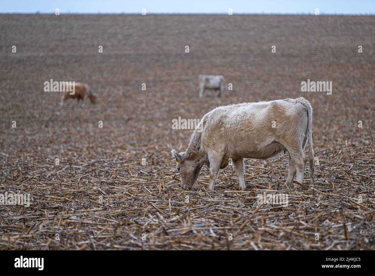 Moses lake hires stock photography and images Alamy