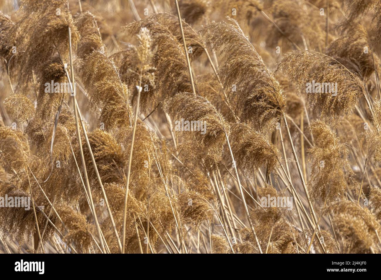 Common Reed (Phragmites australis) along a Lake Stock Photo - Alamy