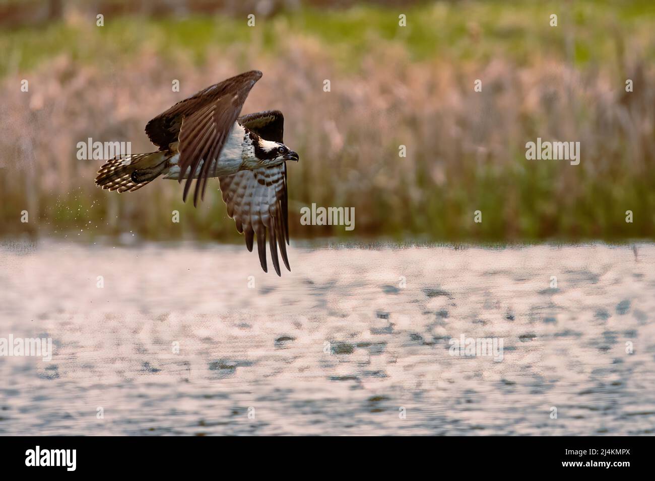 Osprey flying low to the water after missing a fish, showing water still dripping from tail feathers.  Captured in Shasta County, California, USA. Stock Photo