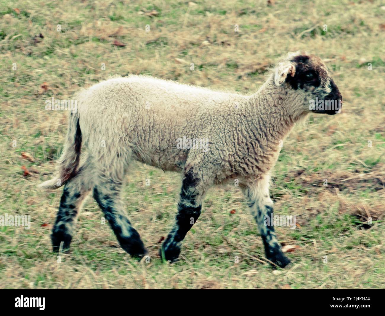 A springtime lamb walking. Black and white young sheep on a meadow. Stock Photo