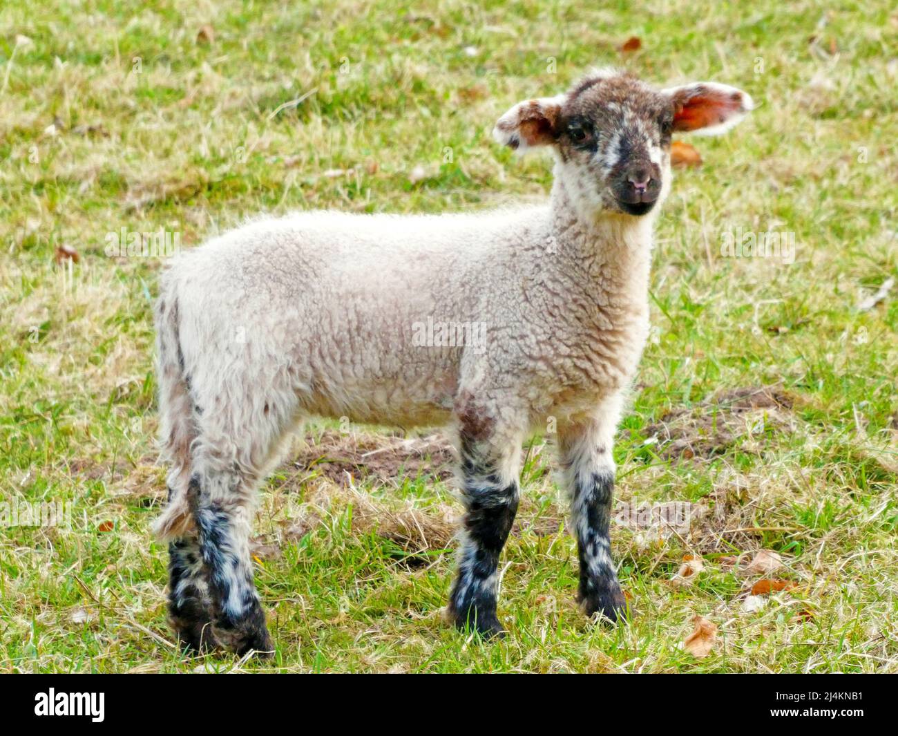 A springtime lamb looking at the photographer. Curious black and white young sheep on a meadow. Stock Photo