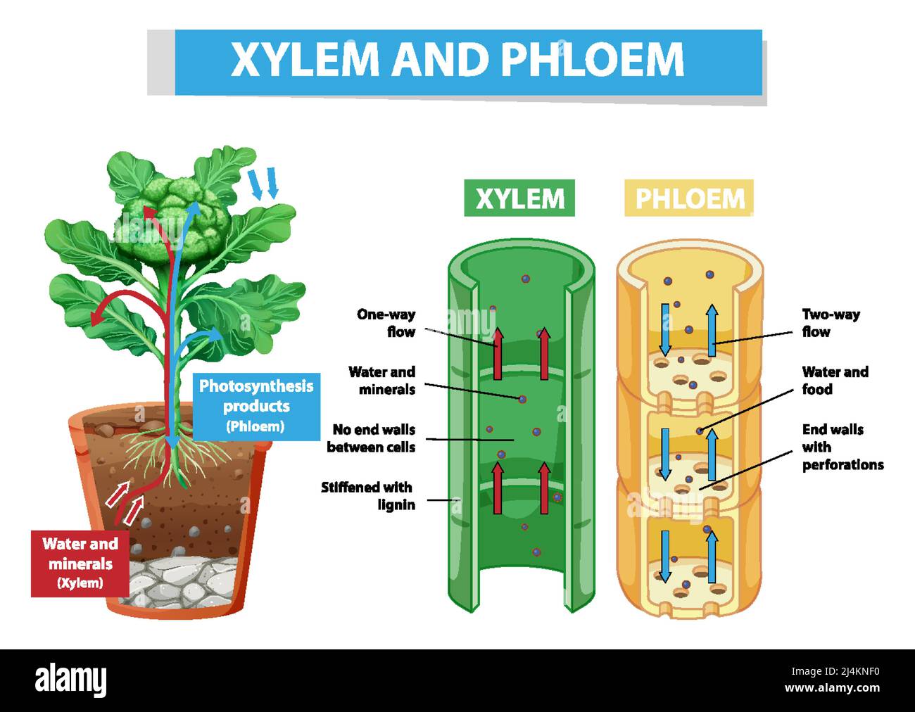 Diagram showing xylem and phloem in plant illustration Stock Vector