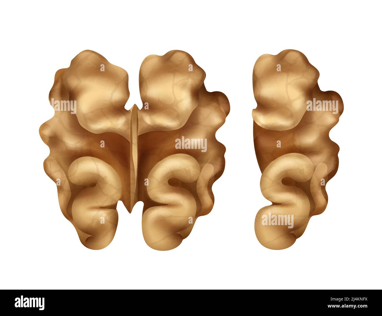 Vector two whole and half walnut kernels close up top view isolated on white background Stock Vector