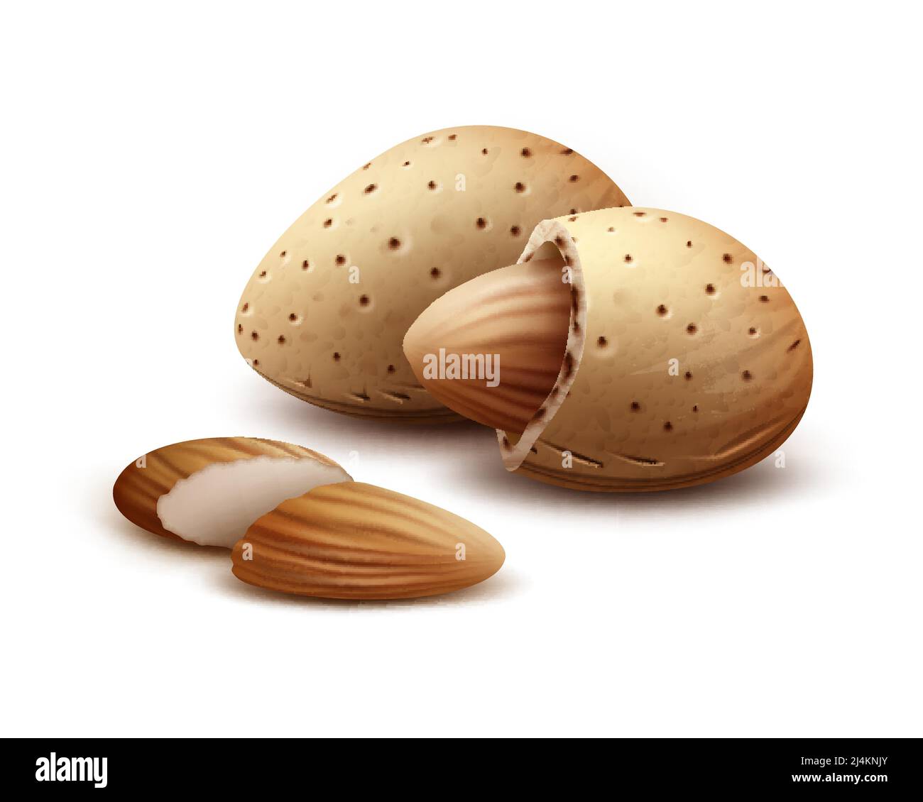 Vector realistic shelled, unshelled almond nuts close up side view isolated on white background Stock Vector