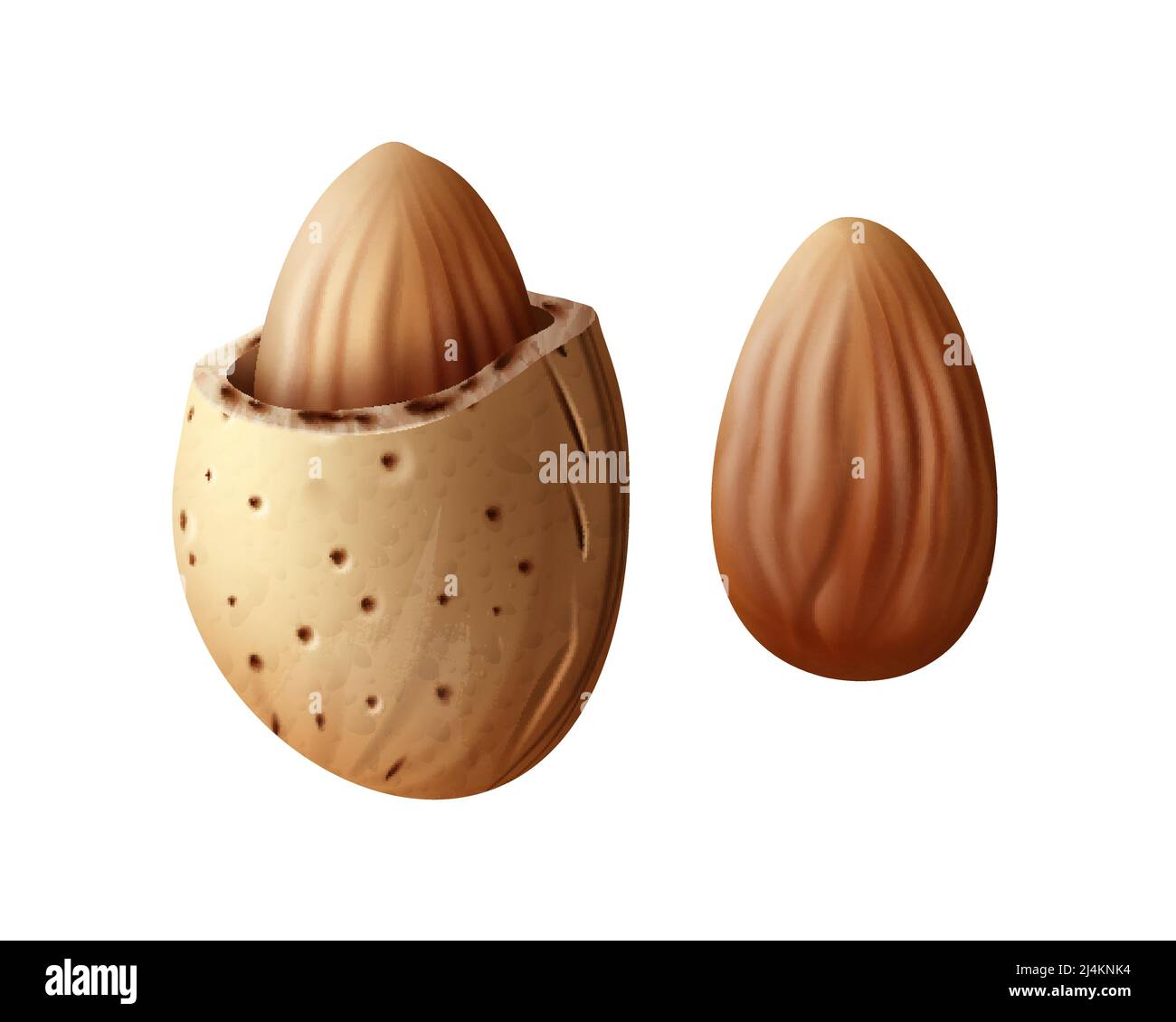 Vector realistic two almond nuts with shell close up side view isolated on white background Stock Vector