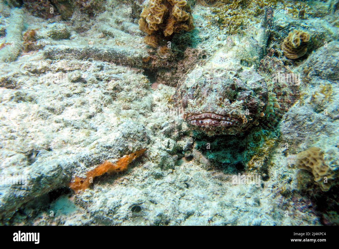 A Camouflaged Scorpion Fish Laying In The Coral Scorpaena Porcus Stock A Camouflaged Scorpion Fish Laying In The Coral Scorpaena Porcus Stock