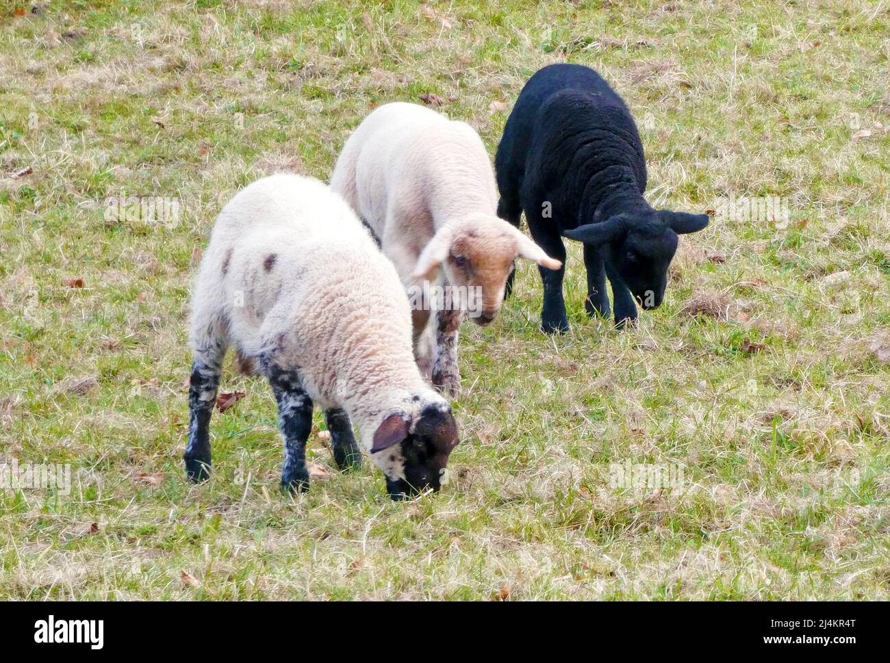 Three lambs are eating the grass. One lamb is white, another is completely black and the last one has a coat with both colors Stock Photo