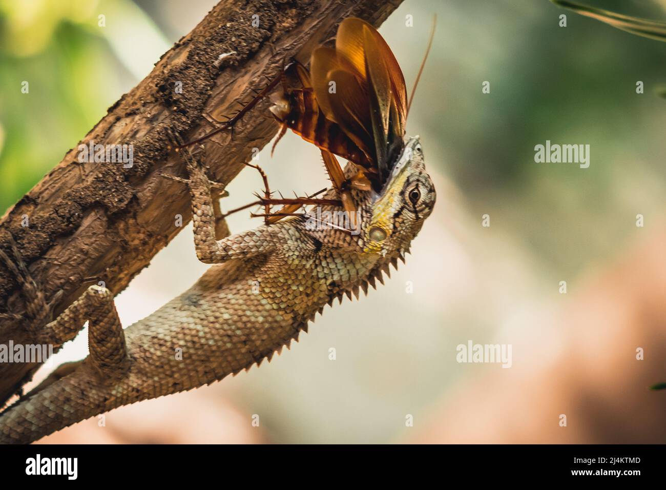 BANNER Macro closeup photo captures moment big gray lizard eat