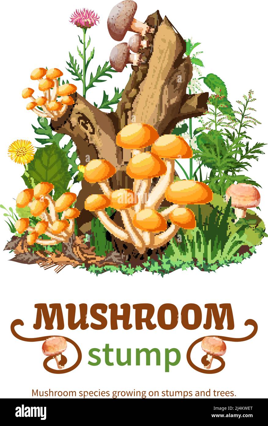 Vector illustration of wild mushroom species growing on stumps and trees with honey fungus shiitake and forest flowers in cartoon style Stock Vector