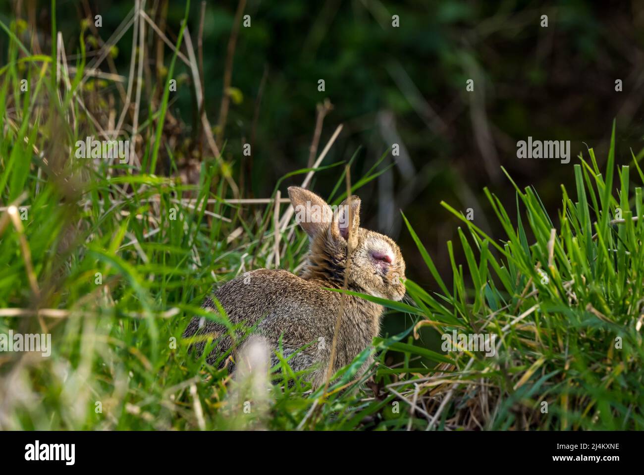 Wild rabbit with viral myxomatosis disease with swollen red eye. East Lothian, Scotland, UK Stock Photo