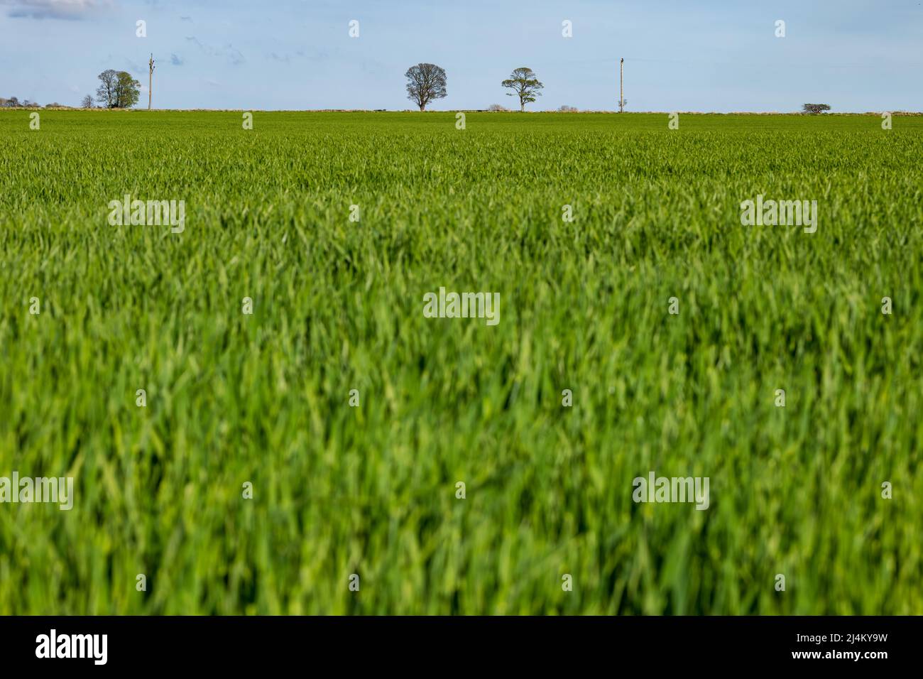 Green new shoots in a crop field in Spring weather, East Lothian, Scotland, UK Stock Photo
