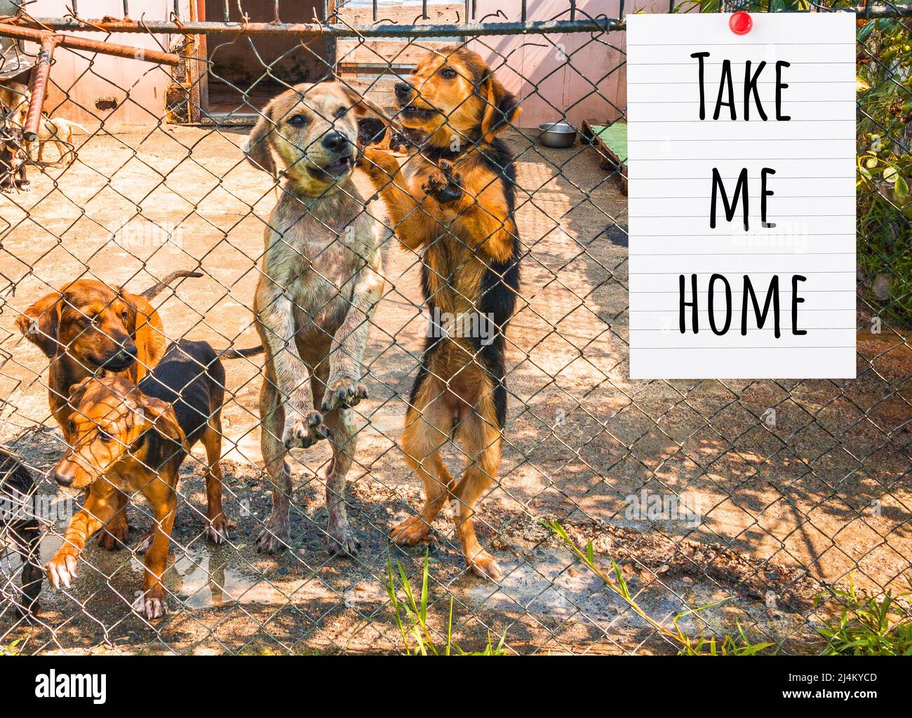 Pet shelter cats and dogs behind a fence Stock Photo Alamy