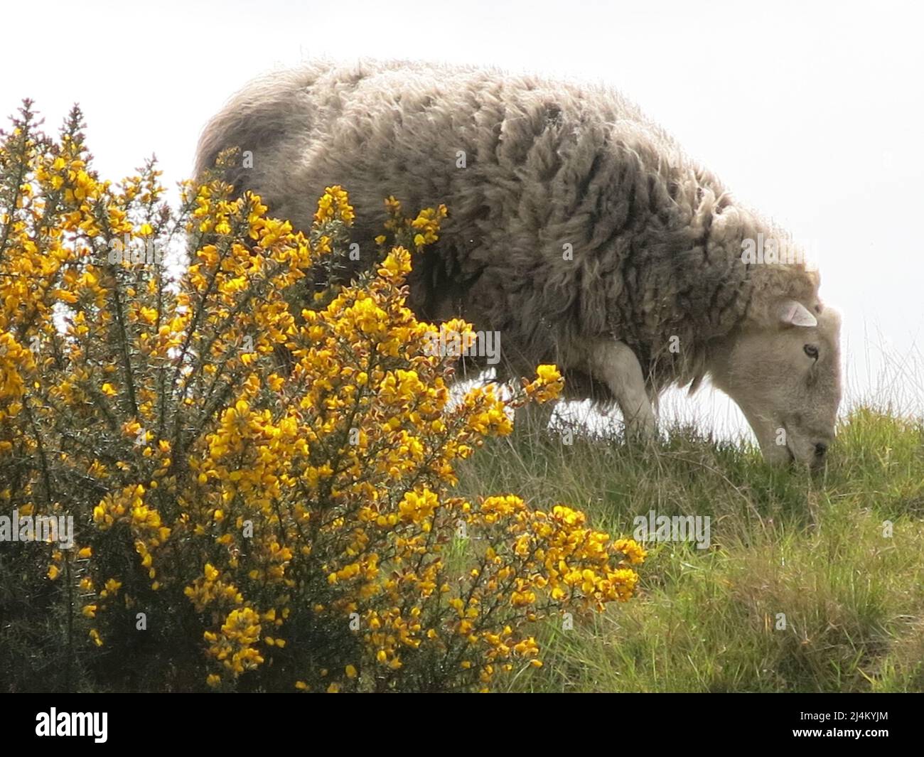 A sheep with a thick, woolly fleece is grazing next to a shrub of yellow gorse on a mound in the spring sunshine at Sutton Hoo. Stock Photo