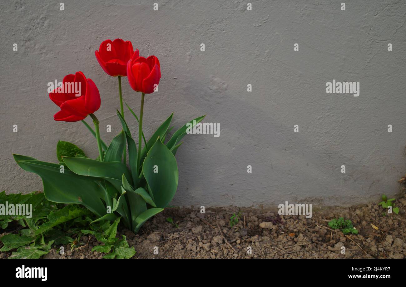 Three red tulips in front of a grey wall. There is space for your own text. Stock Photo