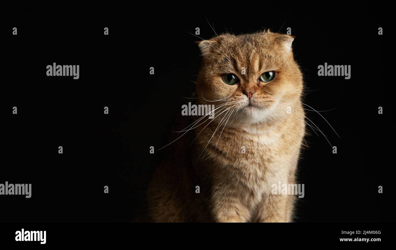 Portrait of scottish fold cat with green eyes close - up space for text ...