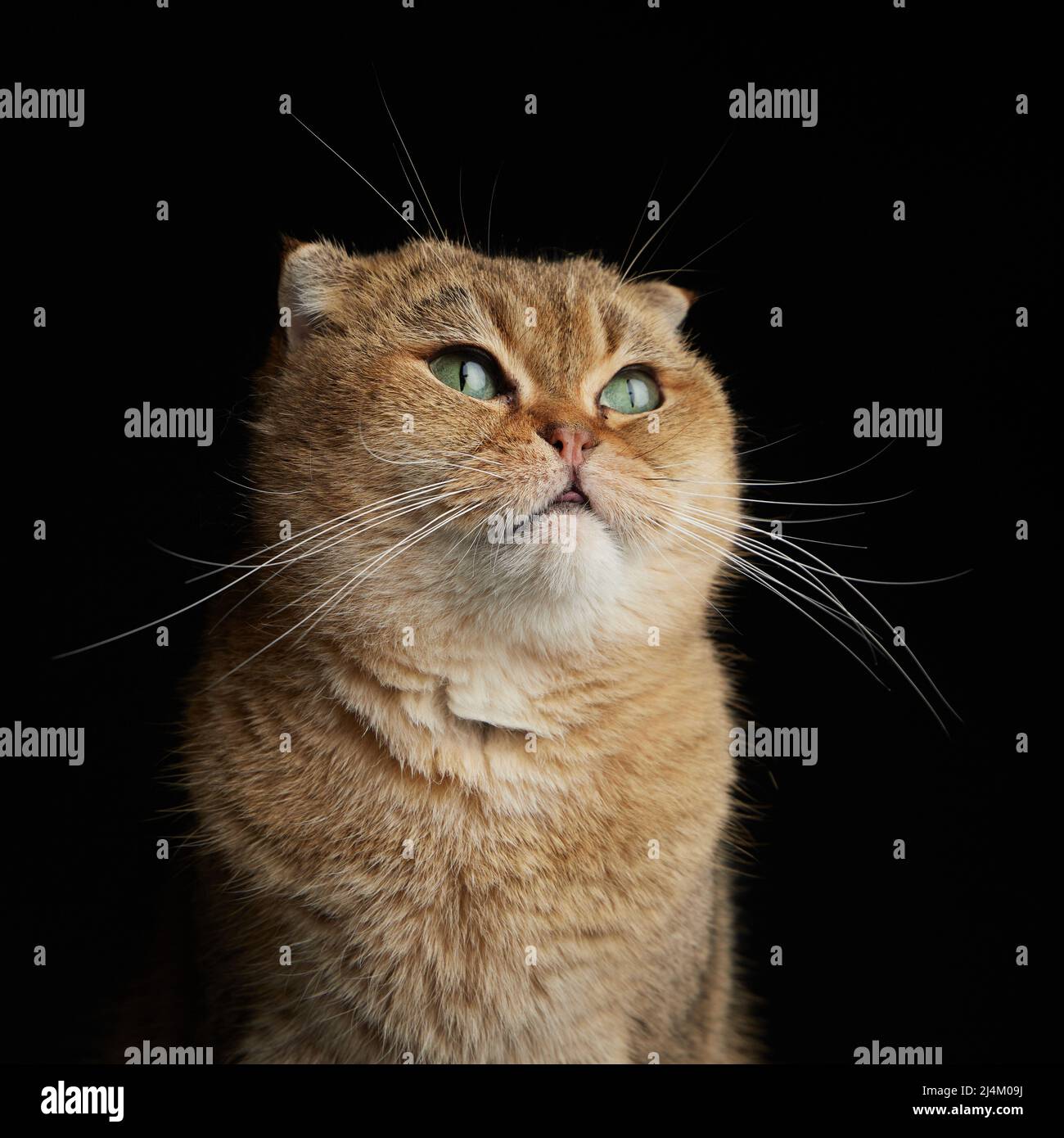 Portrait of scottish fold cat with green eyes close - up space for text ...