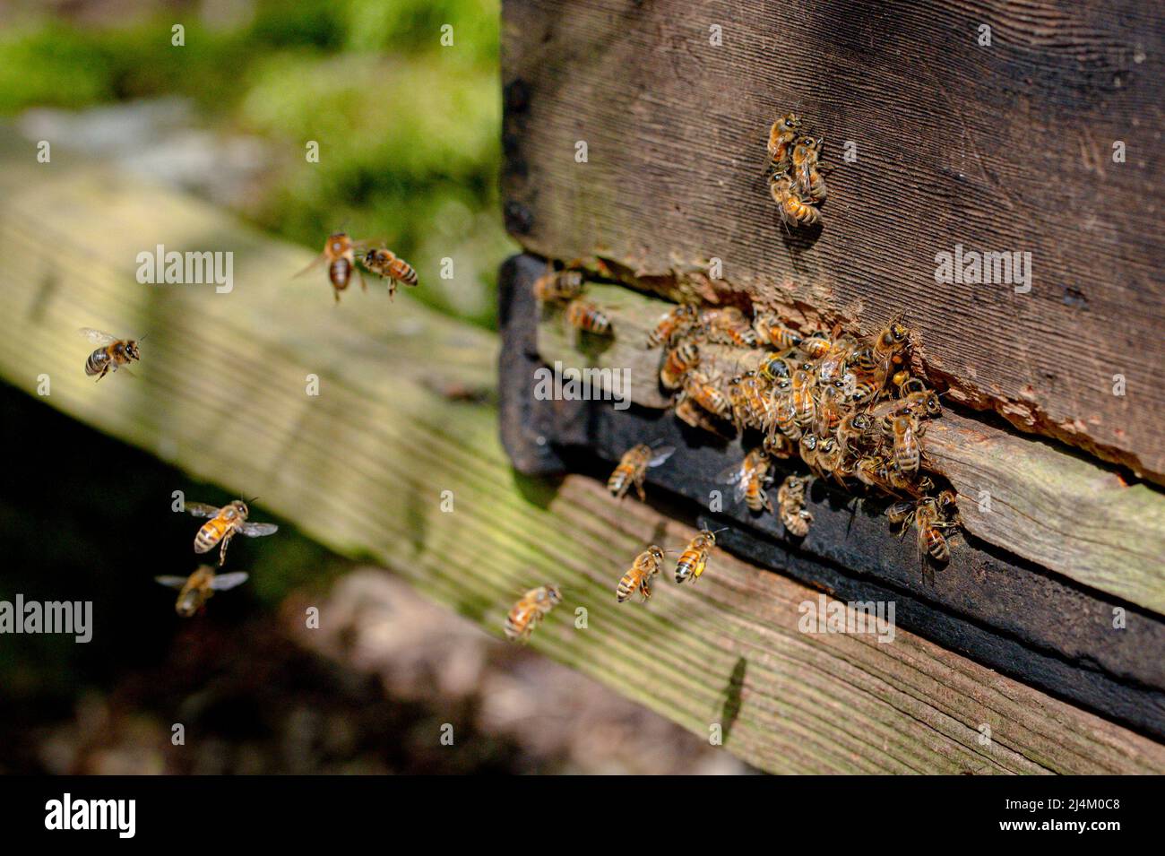 Honey bees, apis mellifera, bee yard in woodland Stock Photo Alamy