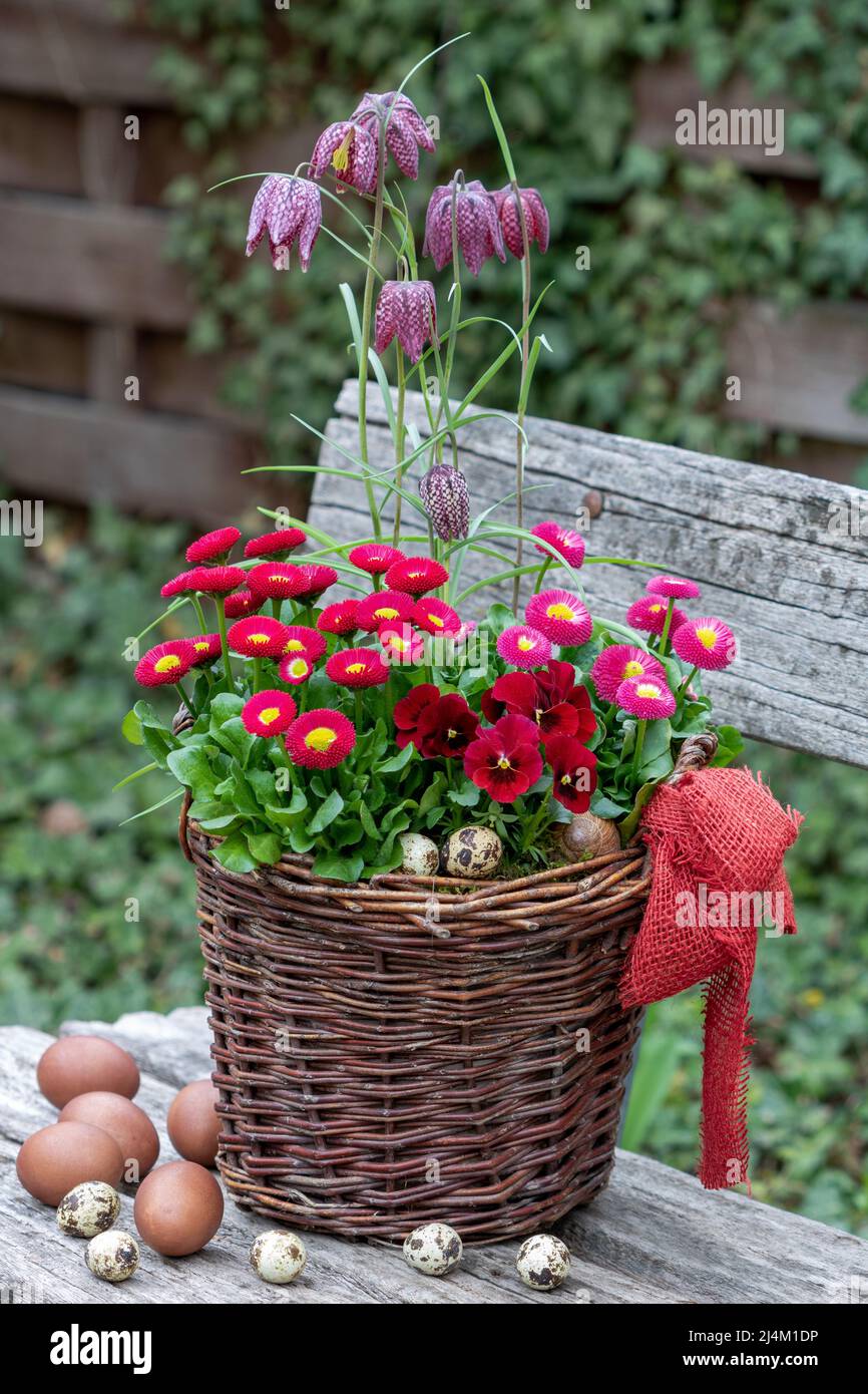 red viola flower and bellis perennis in basket and colored eggs in