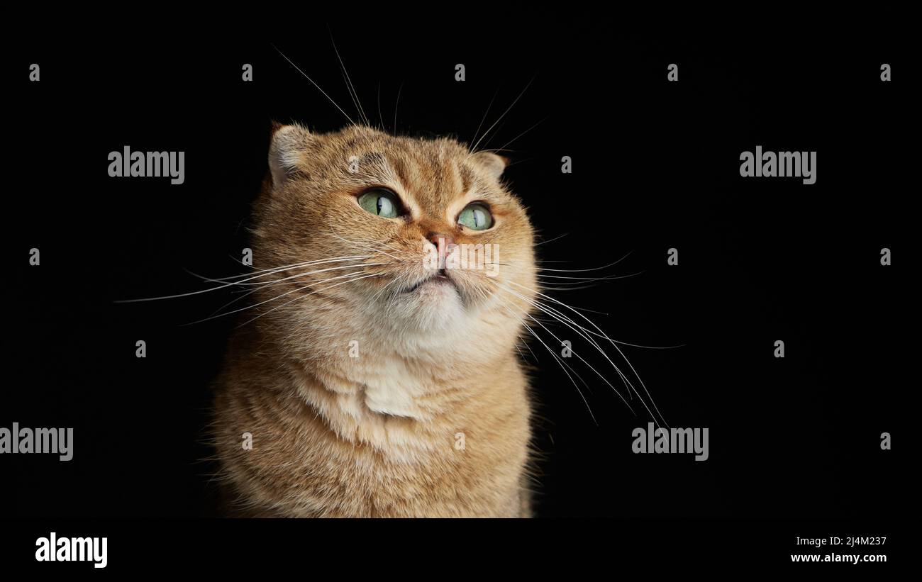 Portrait of scottish fold cat with green eyes close - up space for text ...