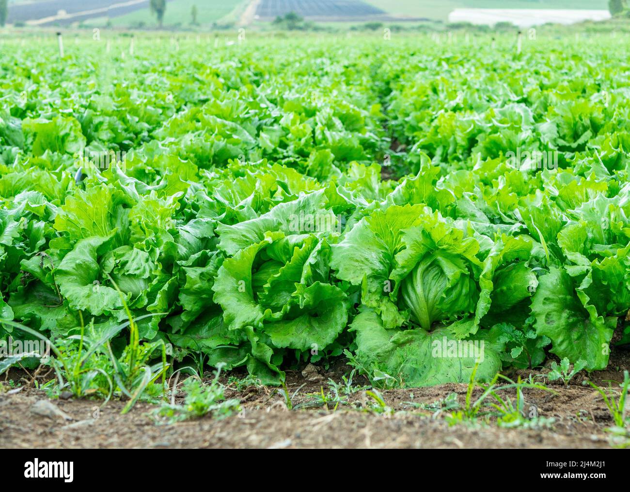 Farm with iceberg lettuce plantation Stock Photo