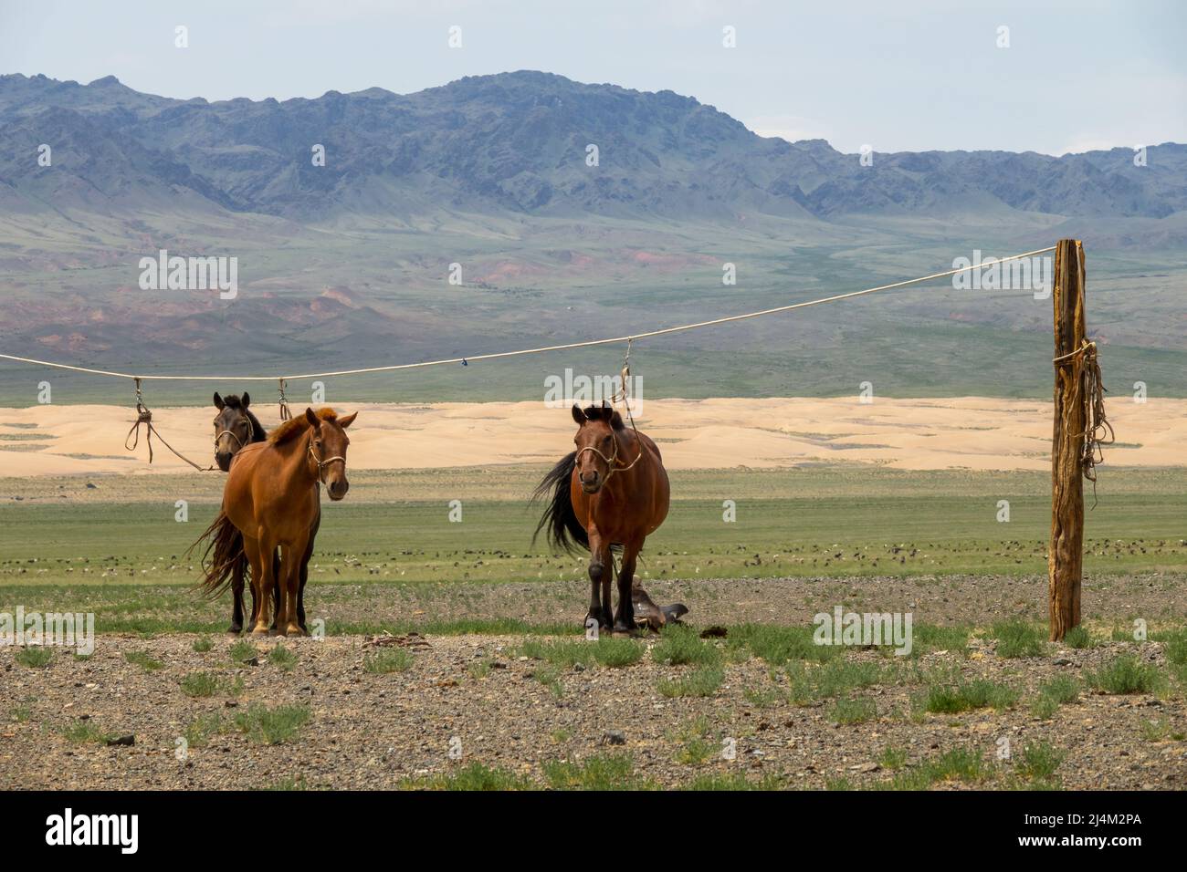 Mongolian horses tied on rope holder Stock Photo