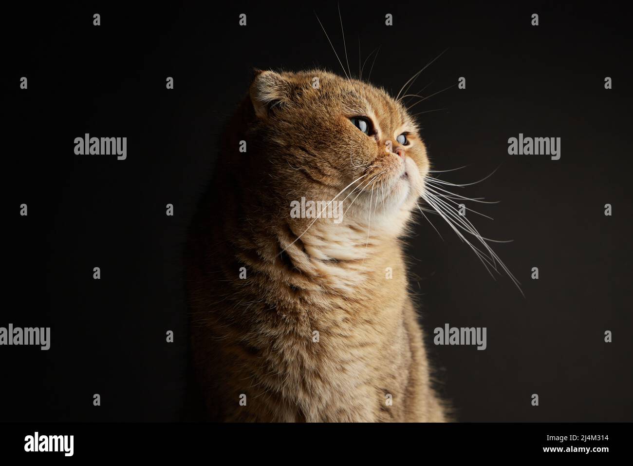 Portrait of scottish fold cat with green eyes close - up space for text ...