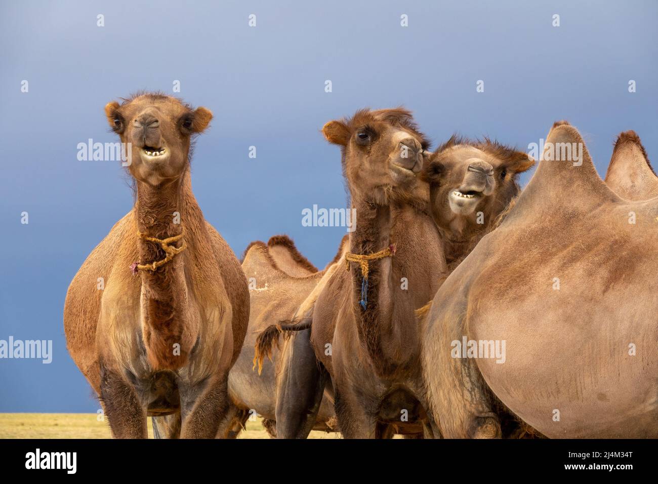 Group camels in steppe Stock Photo