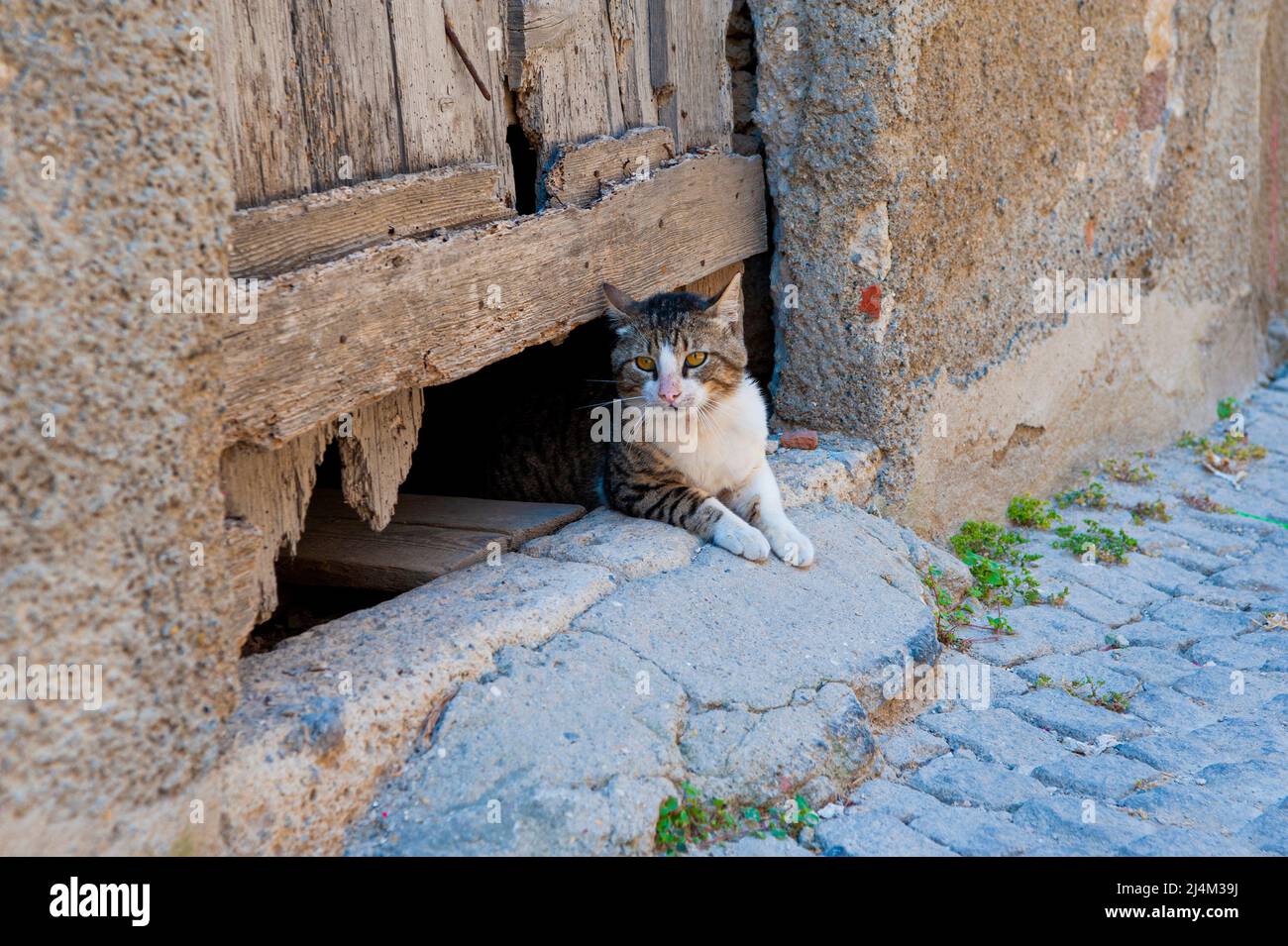Tabby street cat sits under an empty doorway on property in Aleçati, Turkey. Stock Photo