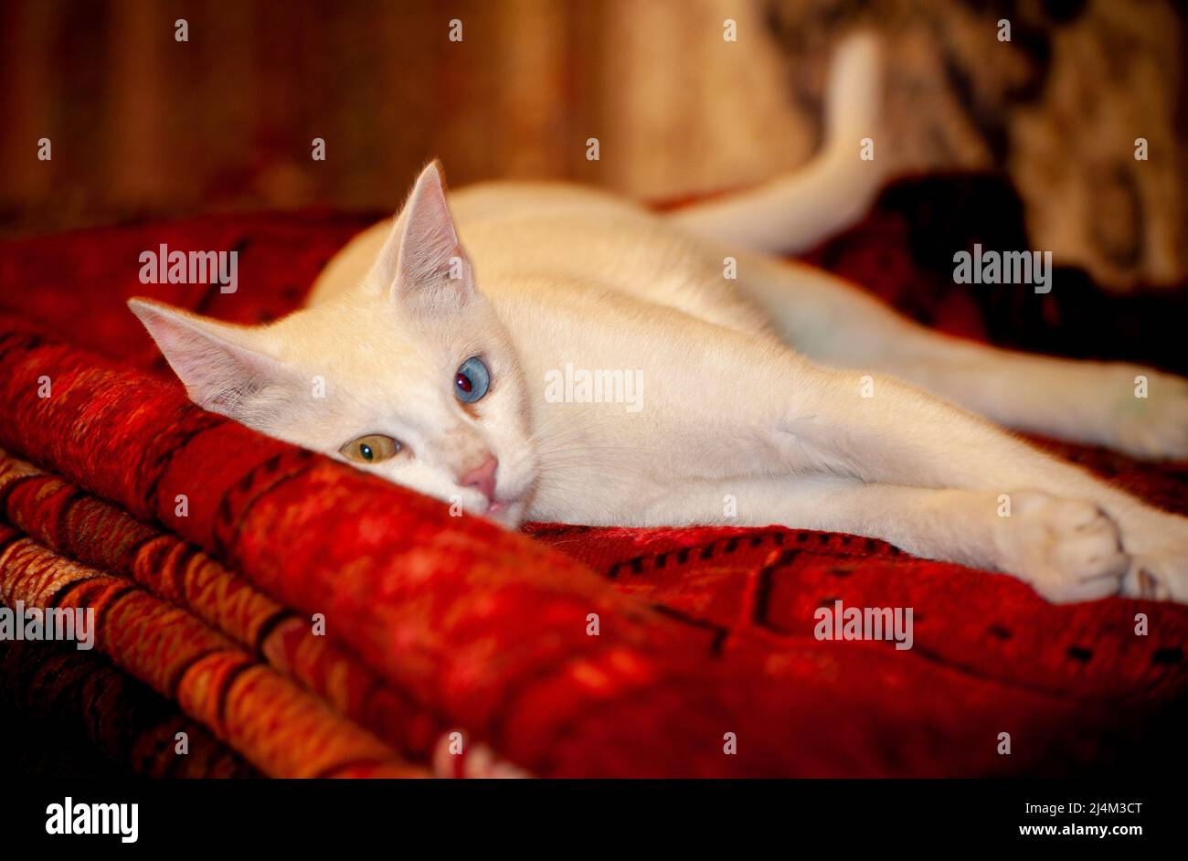 Beautiful Armenian Breed Van Cat with unique blue and yellow eyes laying on top of turkish carpets in a shop in  Ephesus, Turkey. Stock Photo