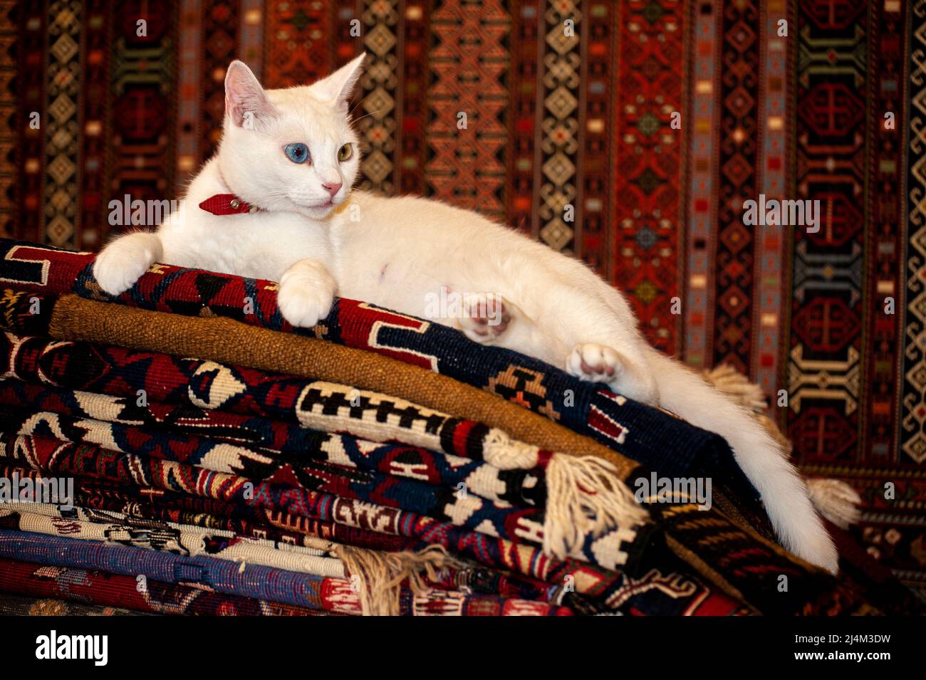Beautiful Armenian Breed Van Cat with unique blue and yellow eyes laying on top of turkish carpets in a shop in  Ephesus, Turkey. Stock Photo