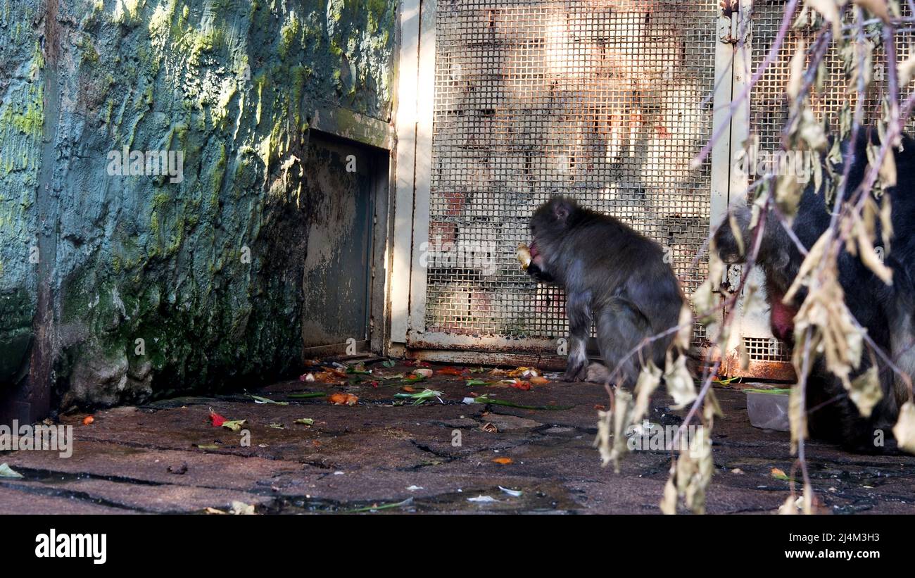 Little monkey. Action. A cute animal in a cage goes, collects food for itself and brings it to its mouth Stock Photo