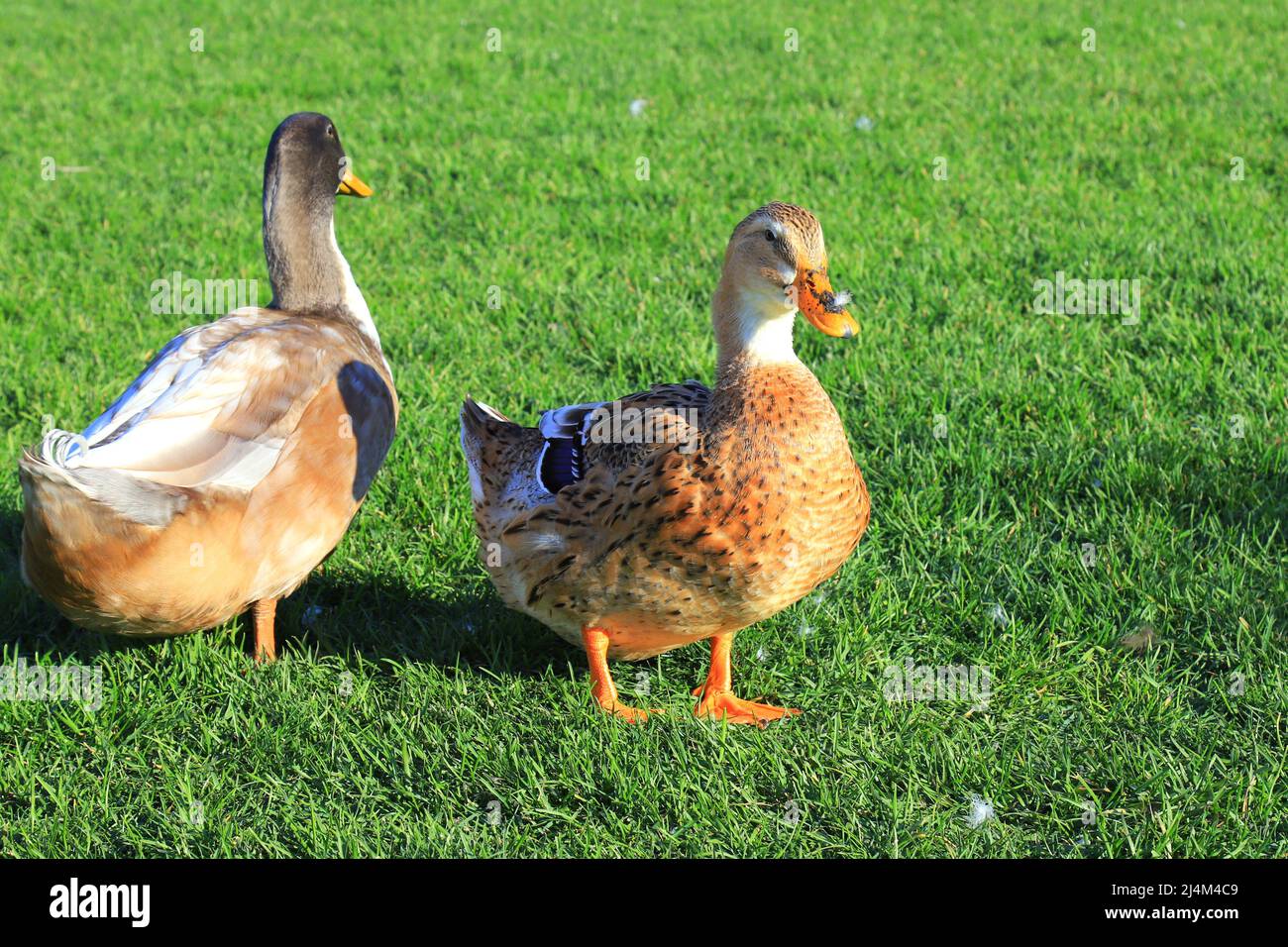 Large Beautiful yellow ducks are walking on green lawn. Poultry, farm in village. Big waterfowl