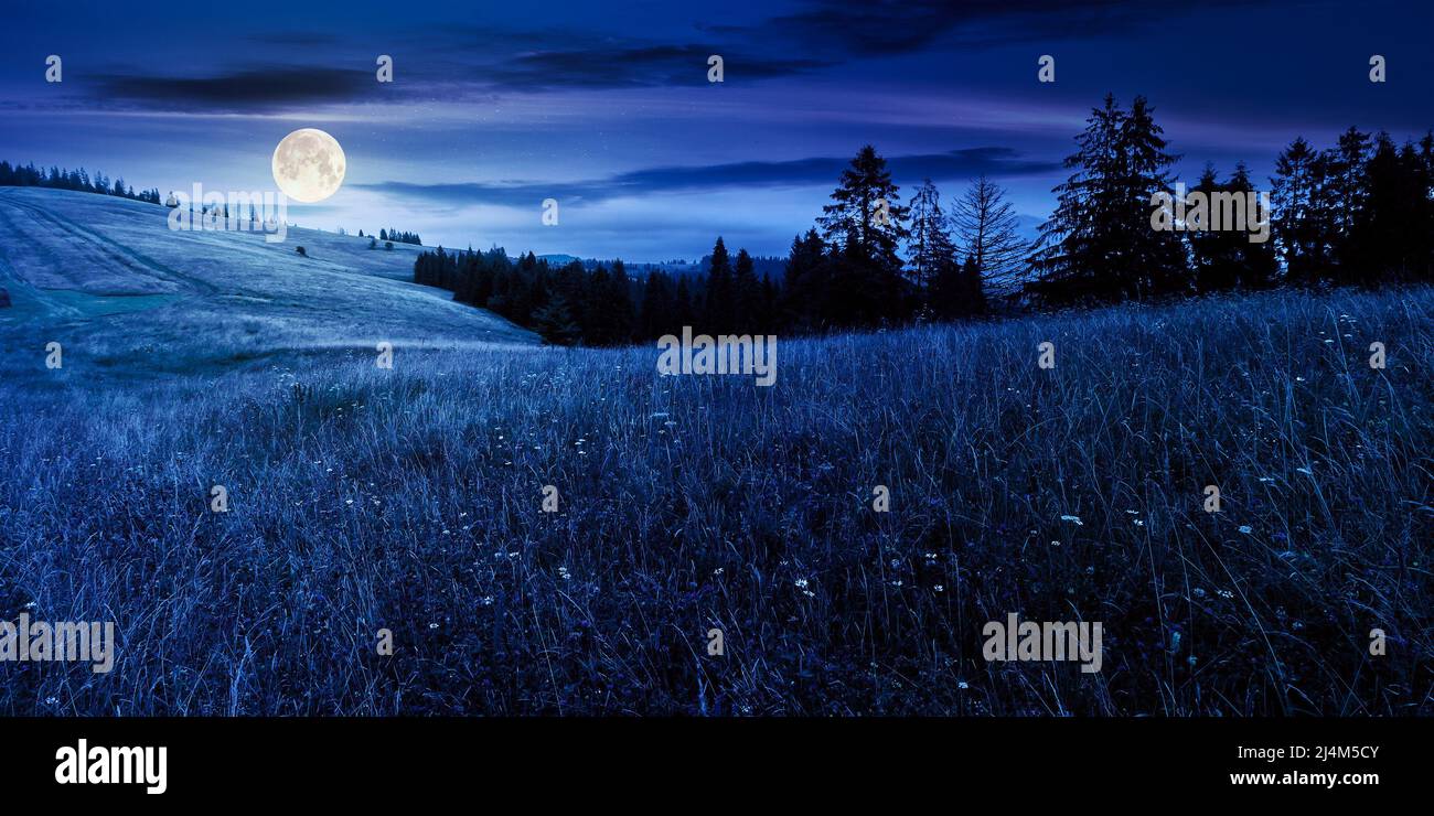 coniferous forest on the grassy hill at night. landscape of carpathian alps with meadows in the dark. natural summer scenery in full moon light light. Stock Photo