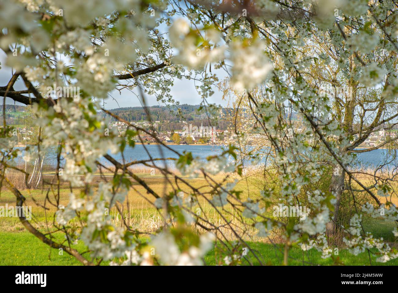 Walk along the Pfäffikersee in spring, view of Pfäffikon through the apple tree Stock Photo