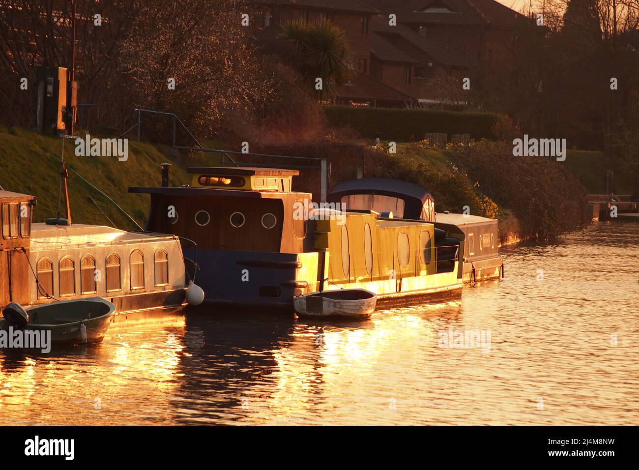 Barges on the River Thames, moored near Hampton Court, in the evening sunshine in spring time Stock Photo
