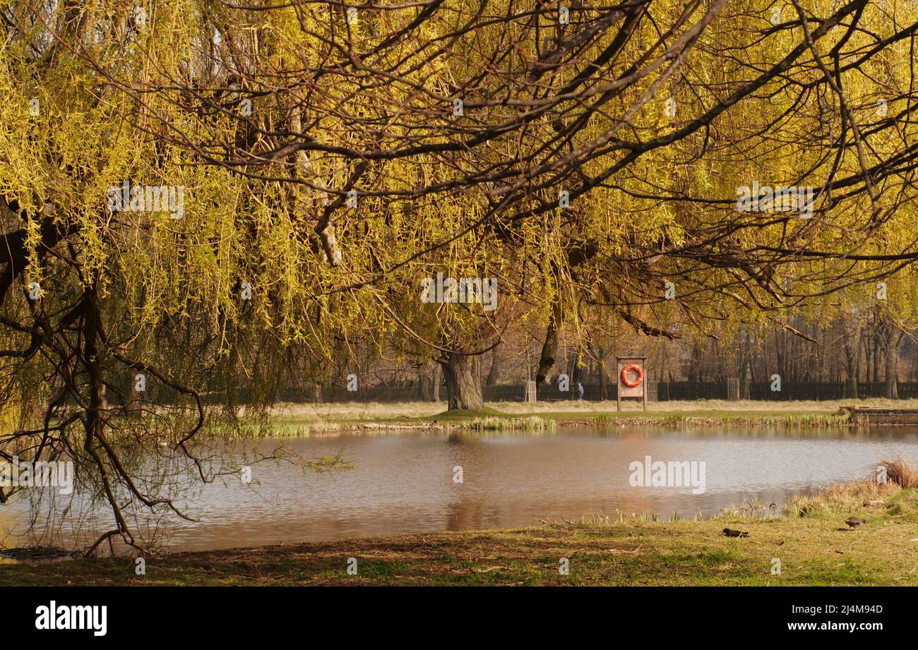 A pond in Hampton Court Park, London, England, surrounded by trees a weeping willow and with a life belt in the springtime Stock Photo