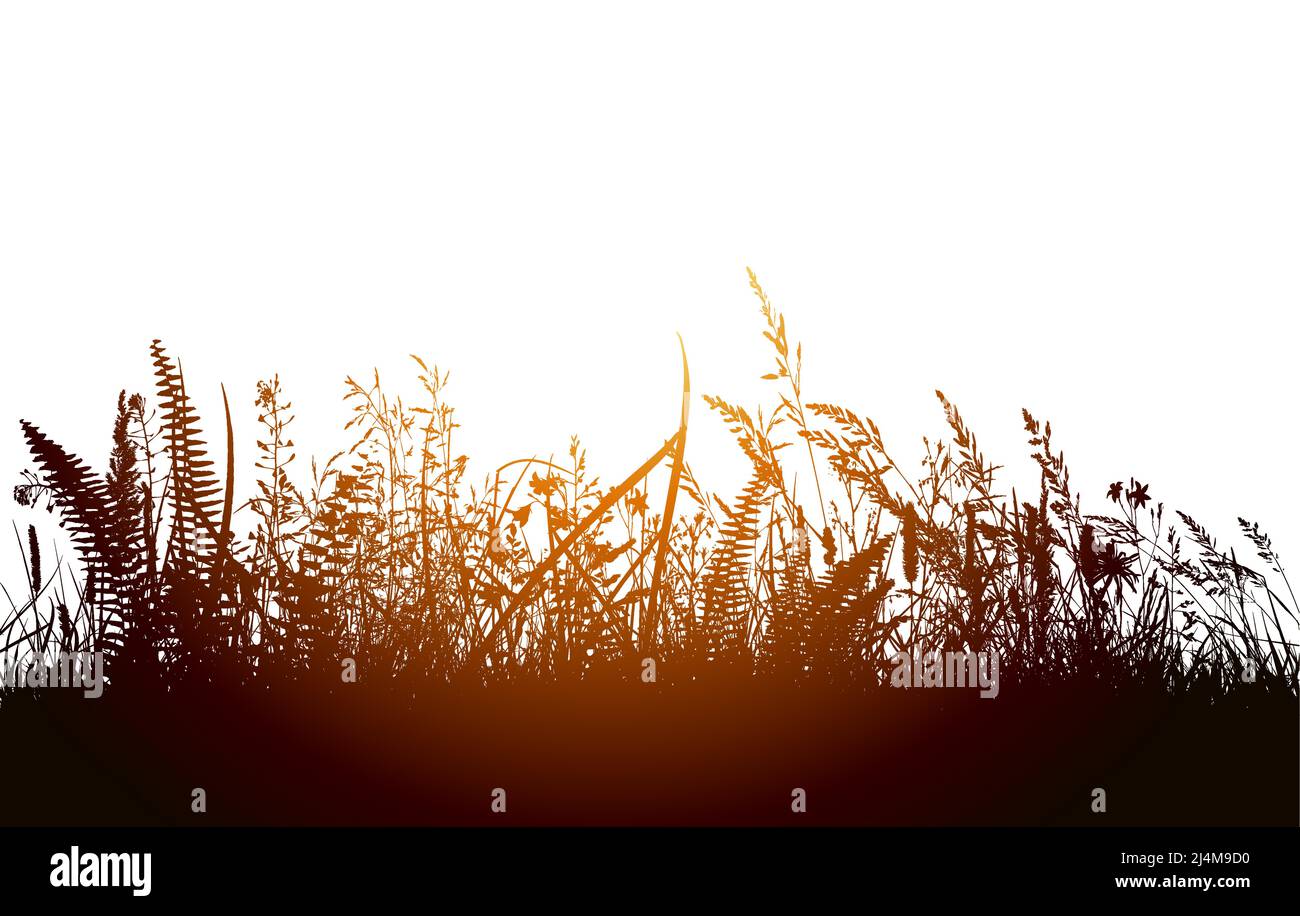 Grass at sunset. Vector illustration Stock Vector Image & Art - Alamy