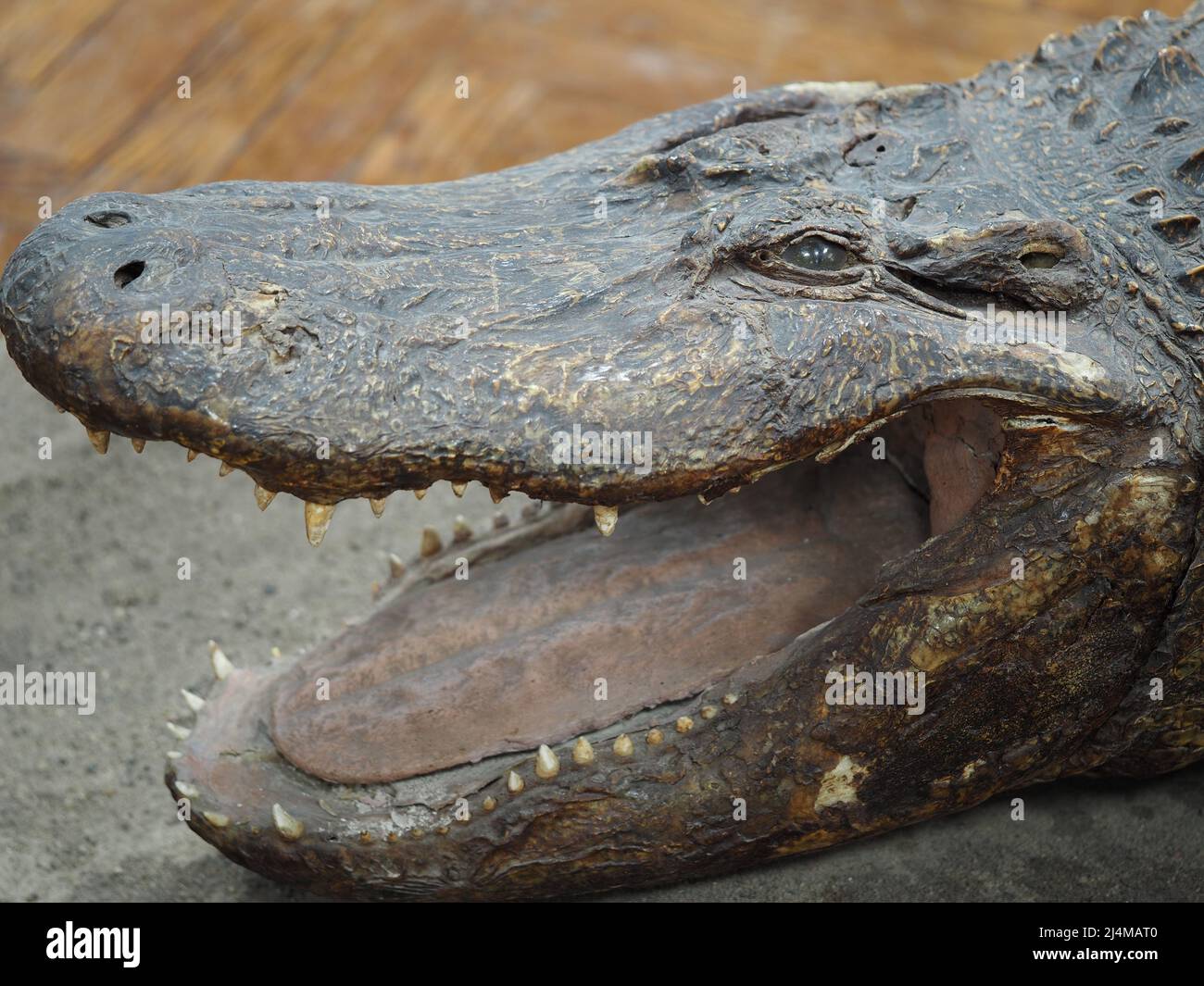 The muzzle of an allgator crocodile, close-up. Stock Photo