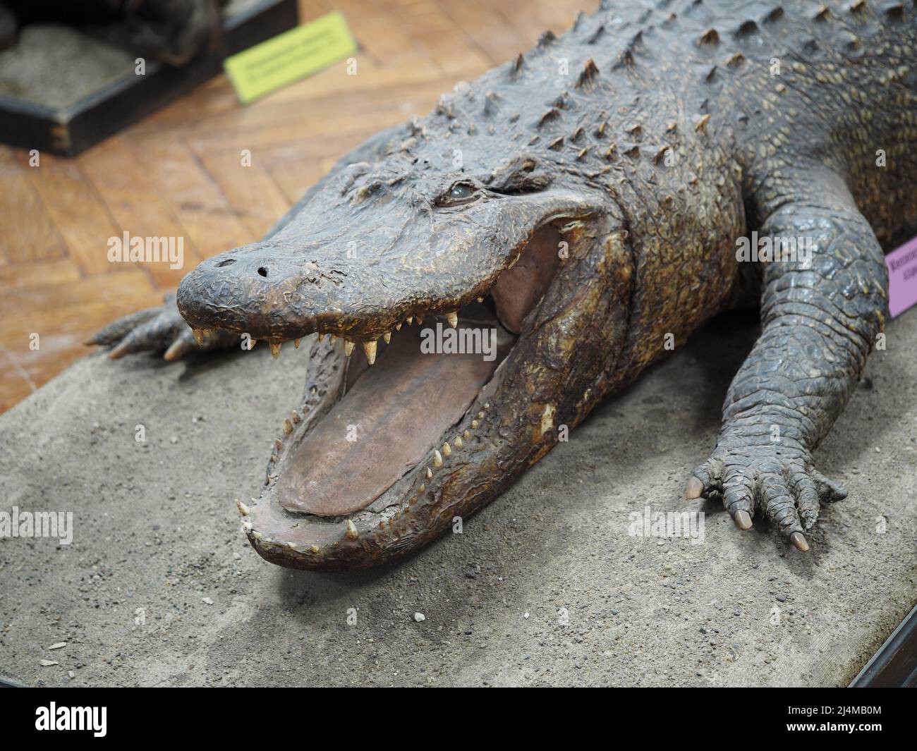 The muzzle of an allgator crocodile, close-up. Stock Photo