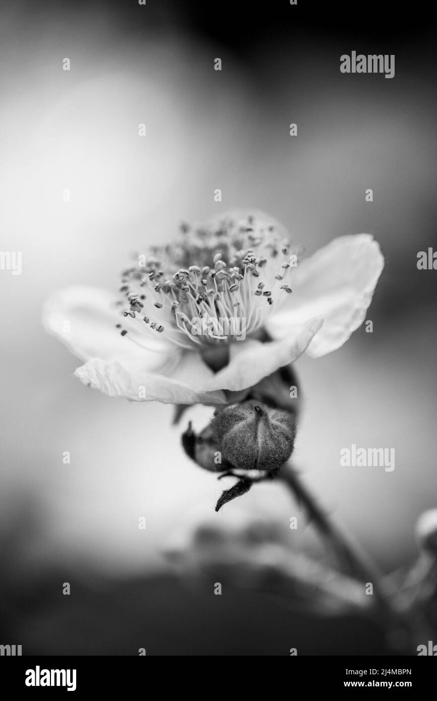 Blackberry Flower, Black and White Stock Photo