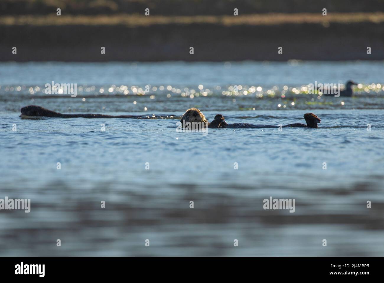 California Sea Otters, Enhydra lutris nereis Stock Photo