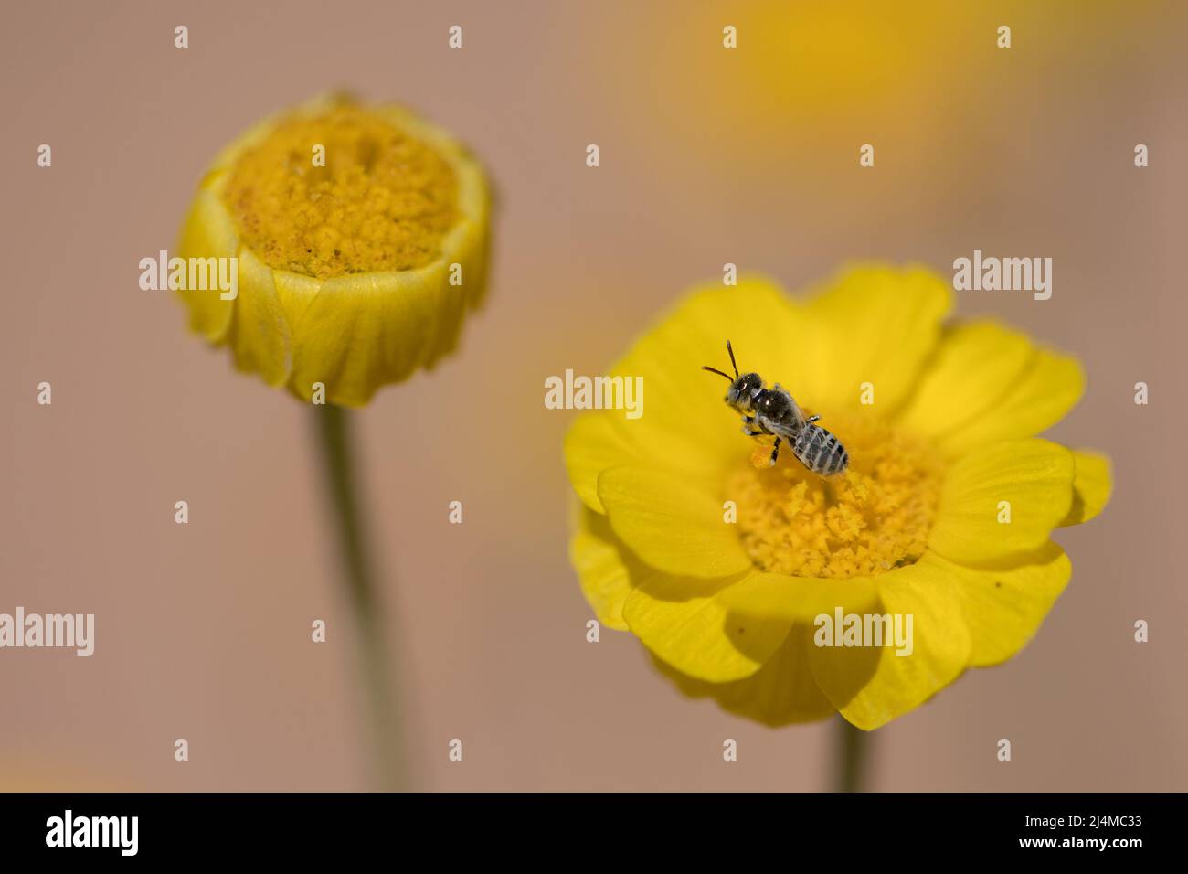 Desert Marigold, Baileya multiradiata with bee in the Mojave Desert Stock Photo