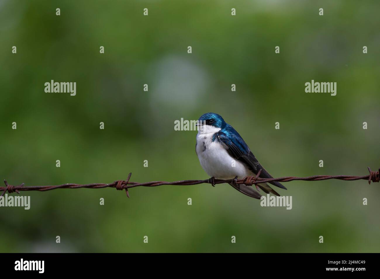Tree Swallow, Tachycineta bicolor Perched Stock Photo