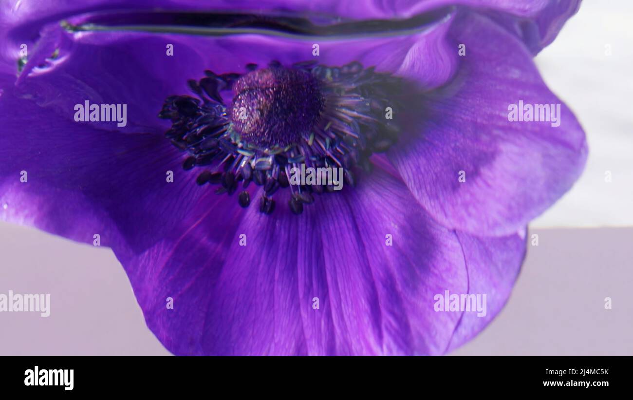 Macro photography flowers. Stock footage. Transparent water in which beautiful purple flowers are dipped and twisted around themselves. Stock Photo
