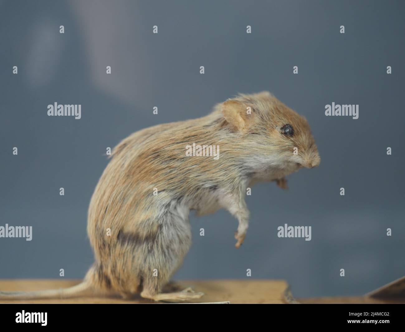 Mouse gerbil. Gerbils, a subfamily of rodents. High quality photo Stock