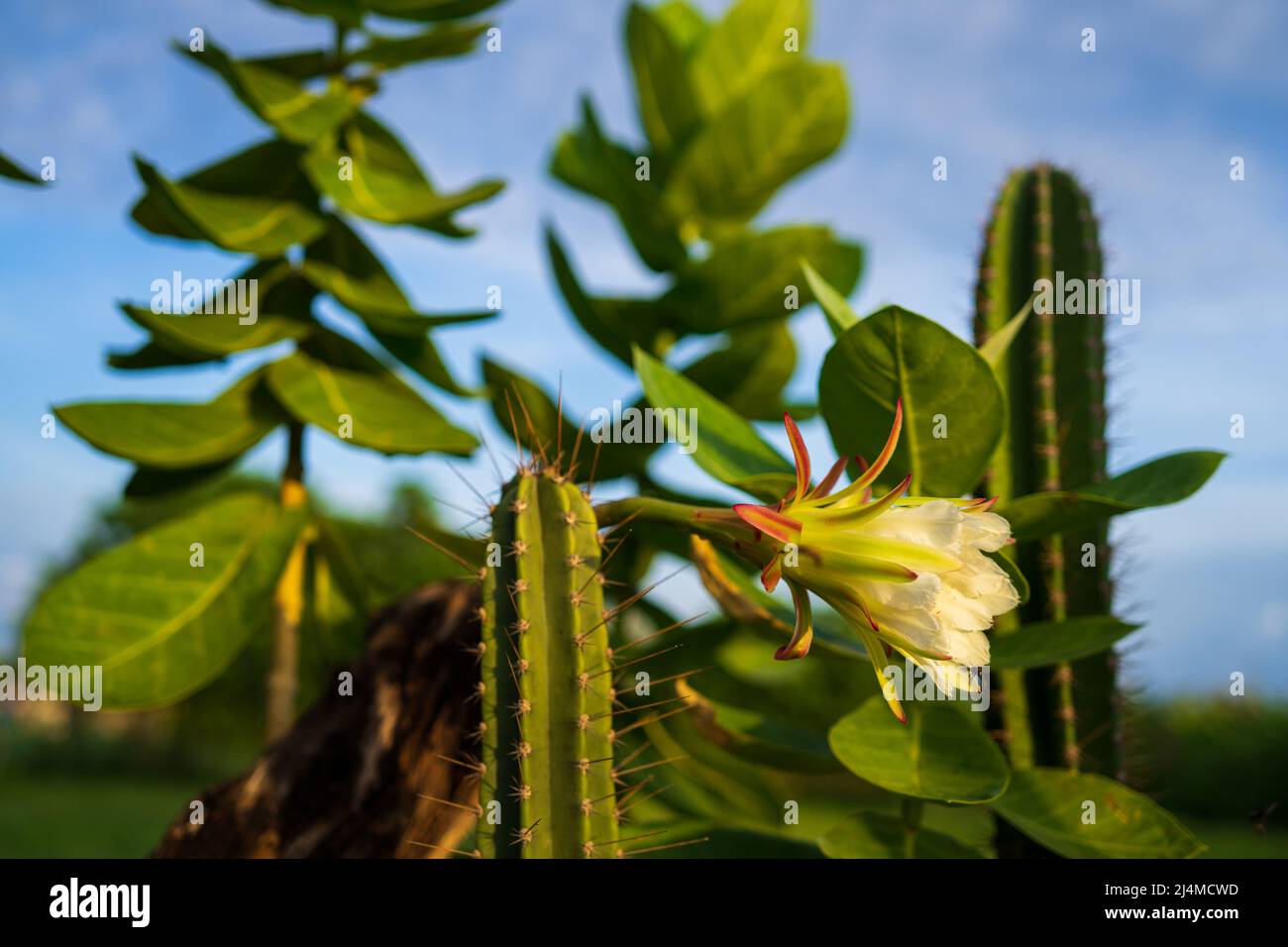 mandacaru flower, cactus that blooms at night Stock Photo Alamy