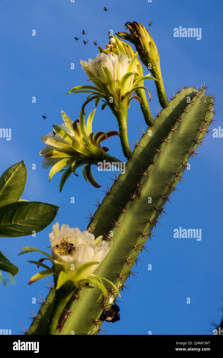 mandacaru (cereus jamacaru) cactus with flowers and bees Stock Photo - Alamy