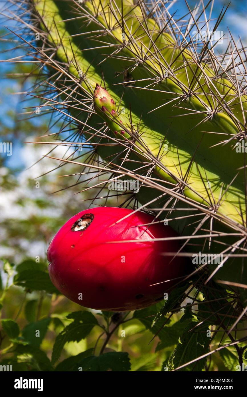 xique-xique cactus with ripe fruit seen from below Stock Photo